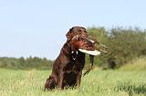 LABRADOR 492